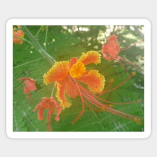 Orange Hibiscus Sticker